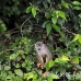 monkey_squirrel_common_la_h_0624_ecu2572.jpg